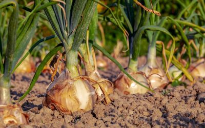 El problema de las malas hierbas en los campos de cebollas