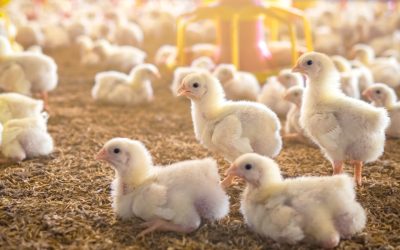 Abflammgeräte für die Desinfektion von Hühnerställen sind auf dem ungarischen Markt willkommen.