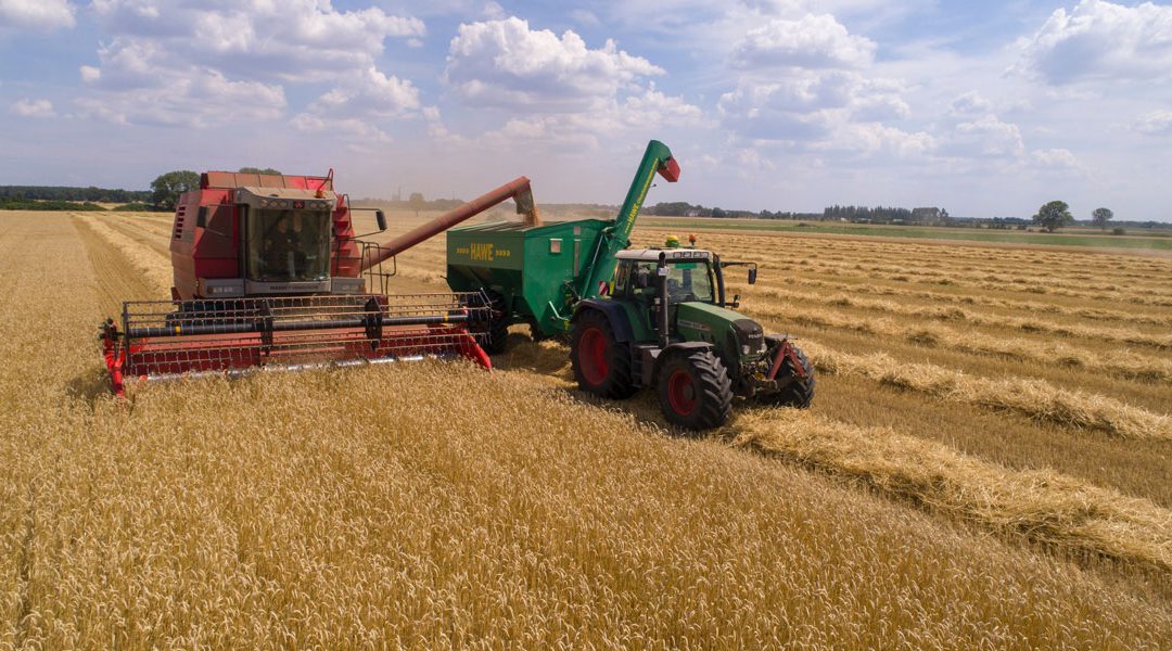 Harvester and tractor on field with grain