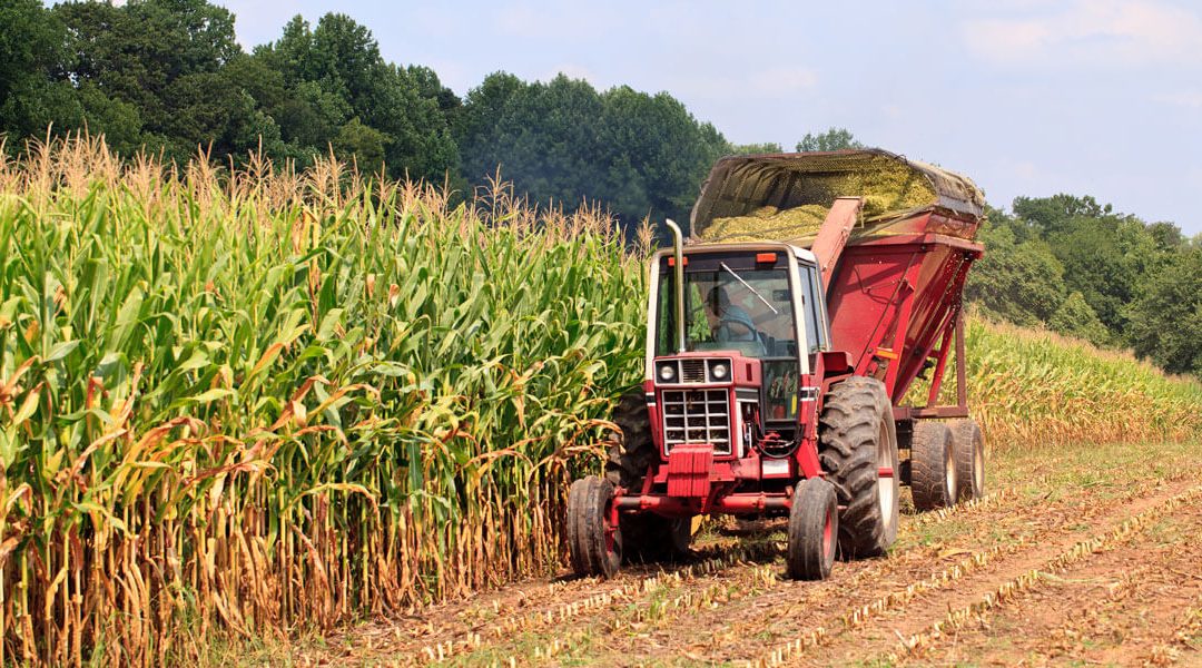 Red tractor in the field with corn in organic farming