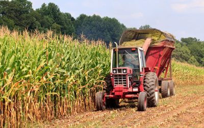 Weed control in corn fields increases harvest yield with up to 45%