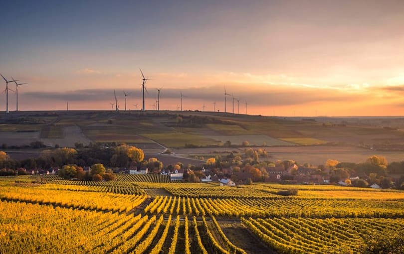 organic field in Hungary 810 x 510