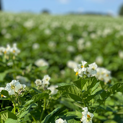 Jeunes cultures en agriculture biologique