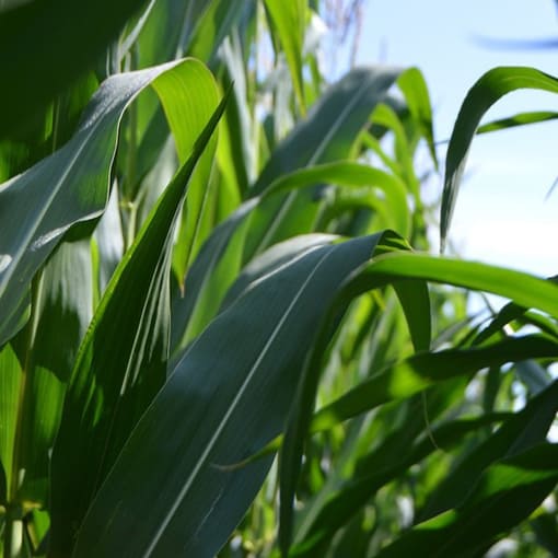 leaves cornfield 510x510