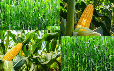 Op til 97% succesrate for ukrudtsbekæmpelse i majsafgrøder med ENVO-DANs E-Therm Selekt